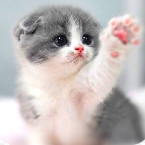 Meet your Posher, Cat